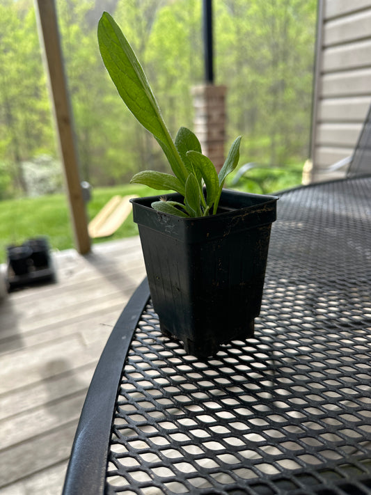 Russian Comfrey (Crowns)