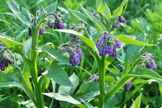 Russian Comfrey Root Cuttings